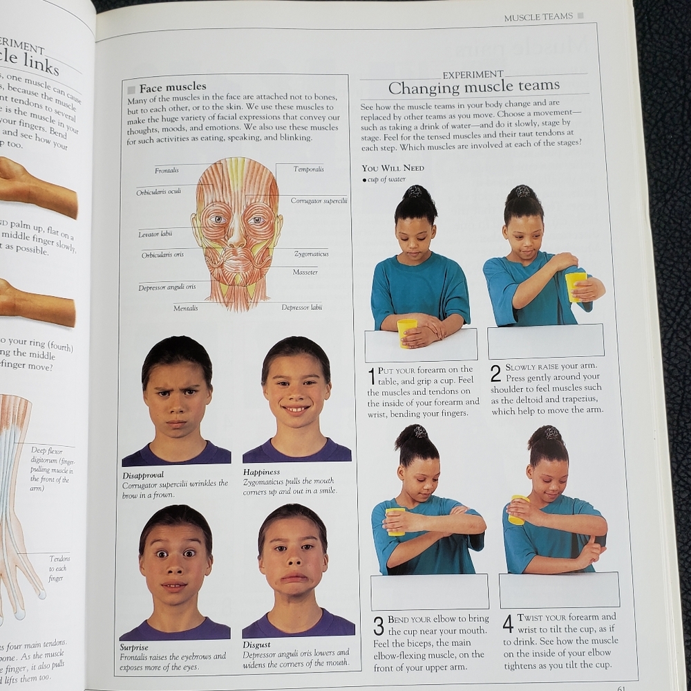 How the Body Works Book! - Picture 4 of 11